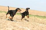 DOBERMANN 066